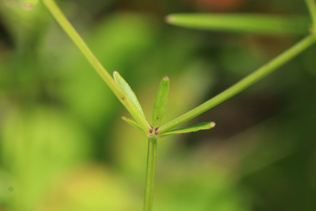 Galium obtusum - leaves