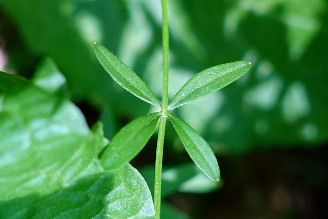 Galium obtusum - leaves