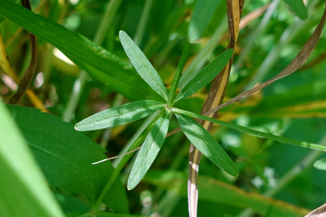 Galium obtusum - leaves