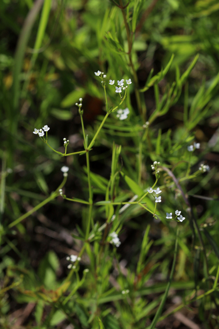 Galium obtusum - plants