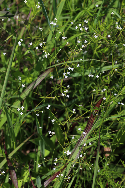 Galium obtusum - plants