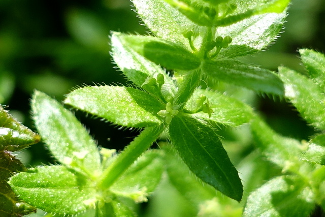 Galium pedemontanum