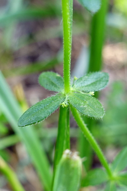 Galium pedemontanum