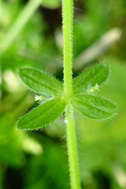 Galium pedemontanum