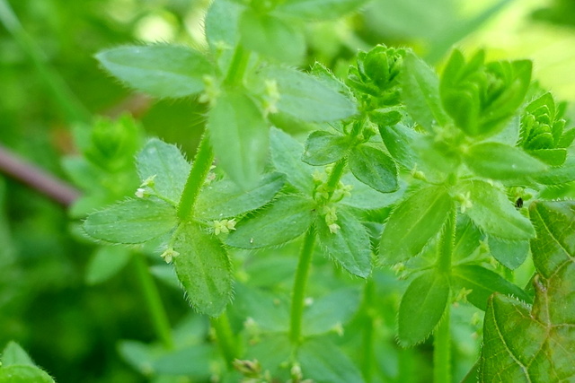 Galium pedemontanum