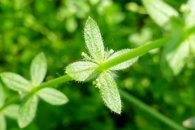 Galium pedemontanum