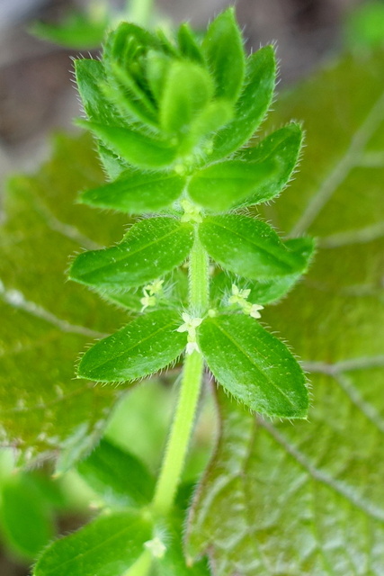 Galium pedemontanum