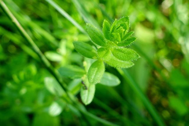 Galium pedemontanum - leaves