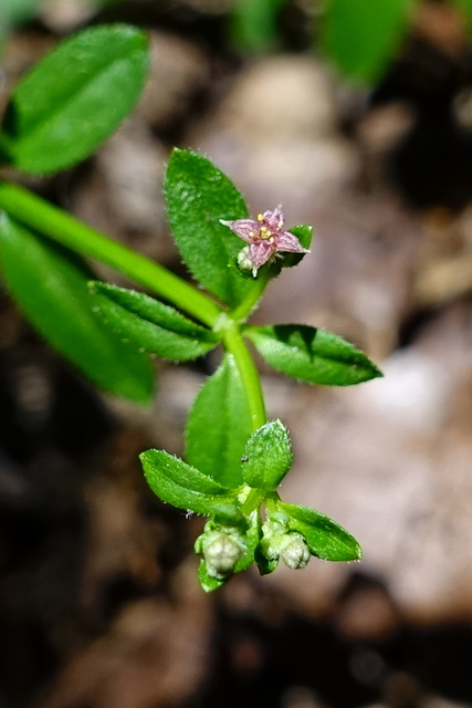 Galium pilosum