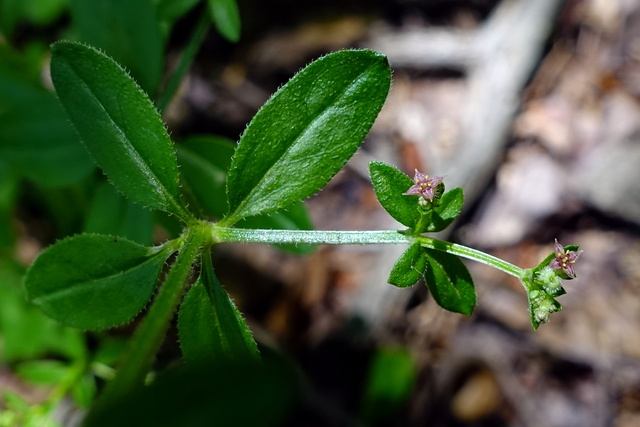 Galium pilosum