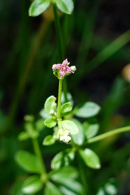 Galium pilosum