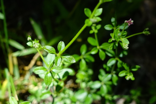 Galium pilosum