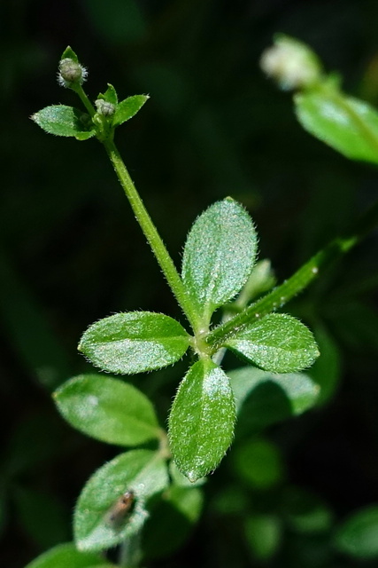 Galium pilosum - leaves