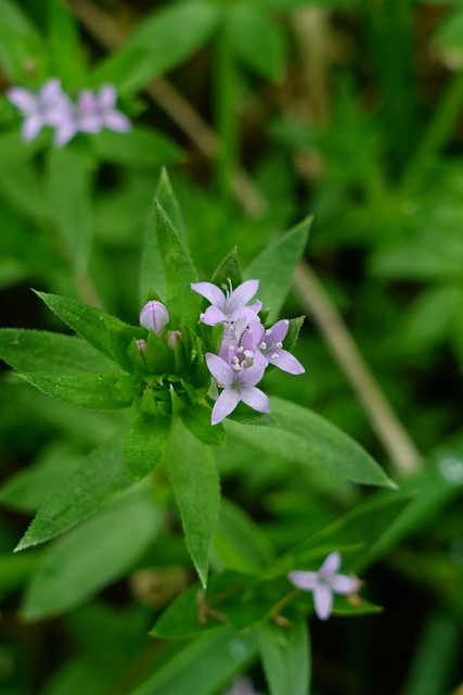 Galium sherardia