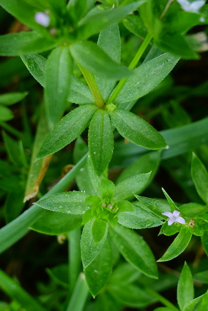 Galium sherardia - leaves