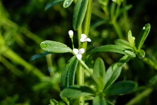 Galium tinctorium