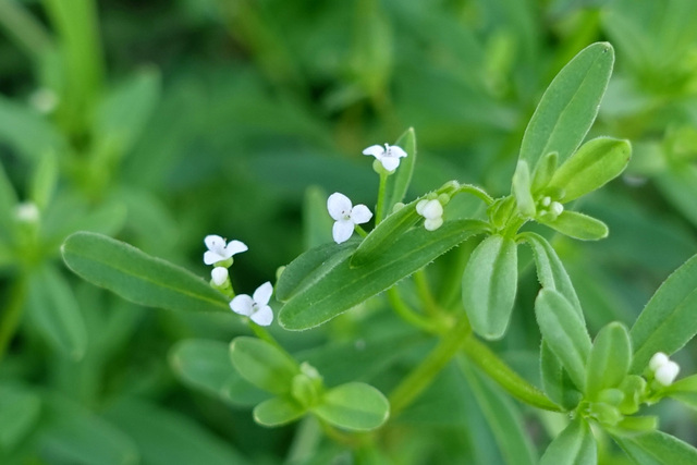 Galium tinctorium