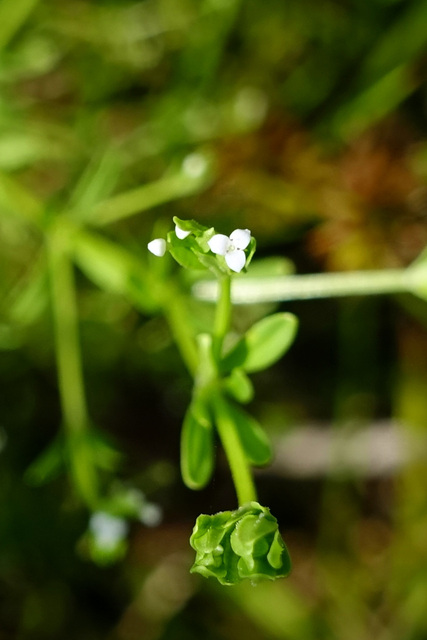 Galium tinctorium