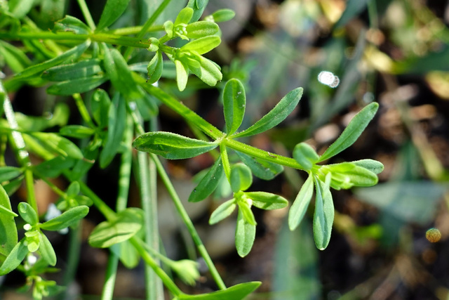 Galium tinctorium - leaves