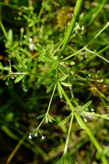 Galium tinctorium - leaves