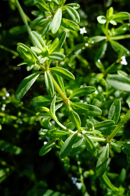 Galium tinctorium - leaves