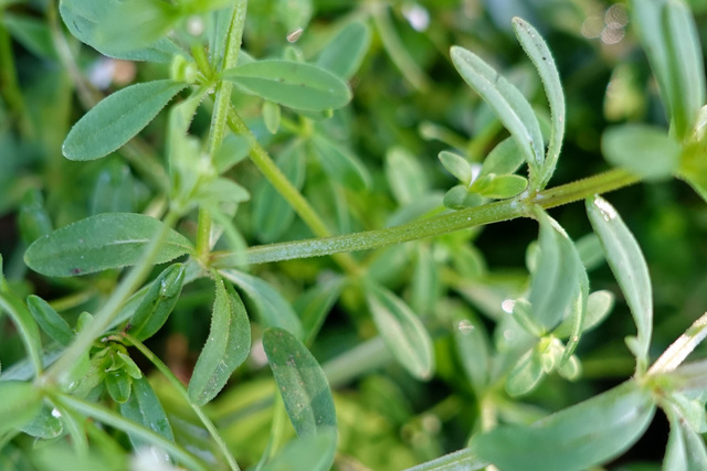 Galium tinctorium - stem