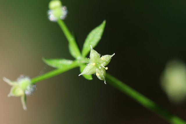 Galium triflorum