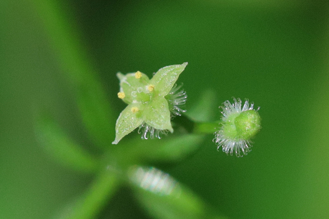 Galium triflorum