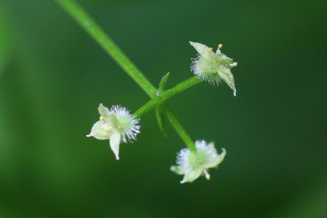 Galium triflorum