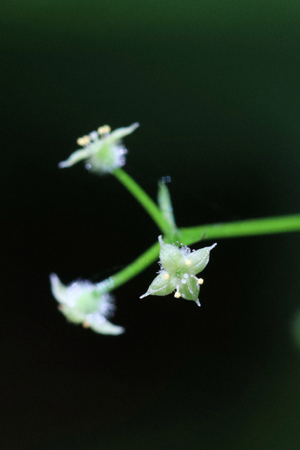 Galium triflorum