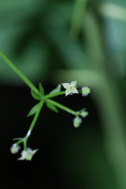 Galium triflorum