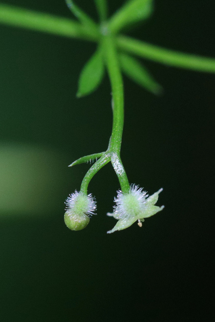 Galium triflorum