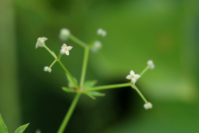 Galium triflorum