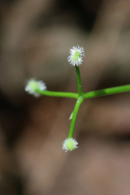 Galium triflorum - fruit