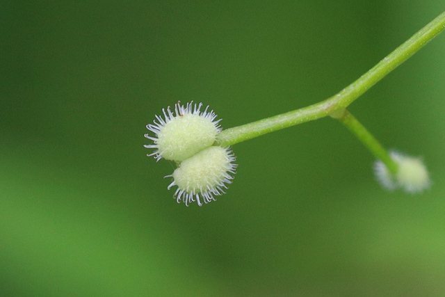 Galium triflorum - fruit