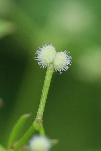 Galium triflorum - fruit