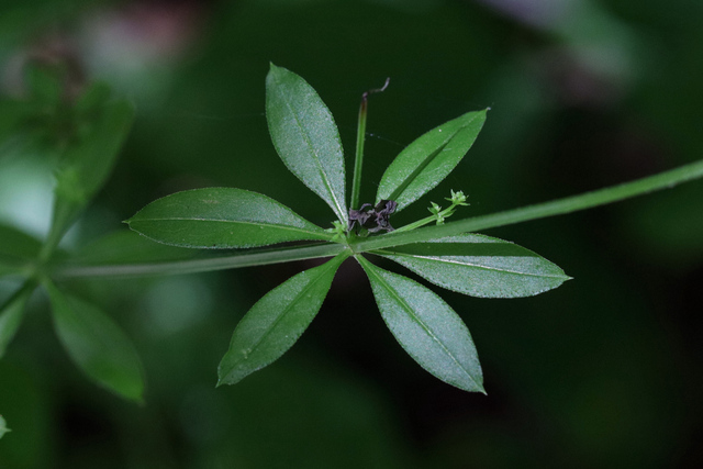 Galium triflorum - leaves