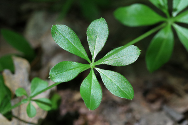 Galium triflorum - leaves