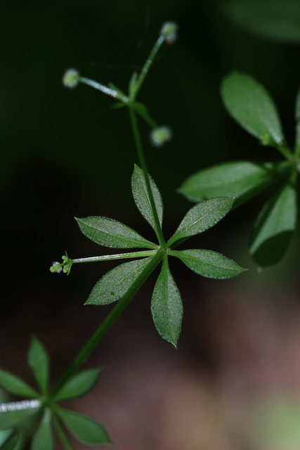 Galium triflorum - leaves