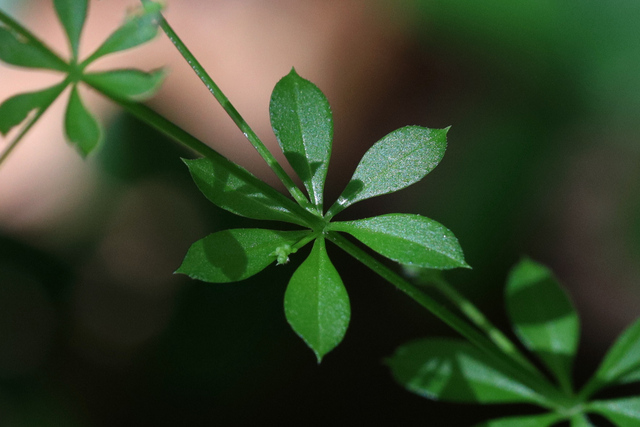 Galium triflorum - leaves