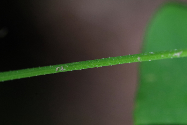 Galium triflorum - stem