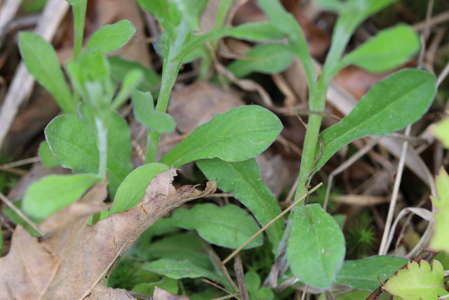 Gamochaeta purpurea - leaves
