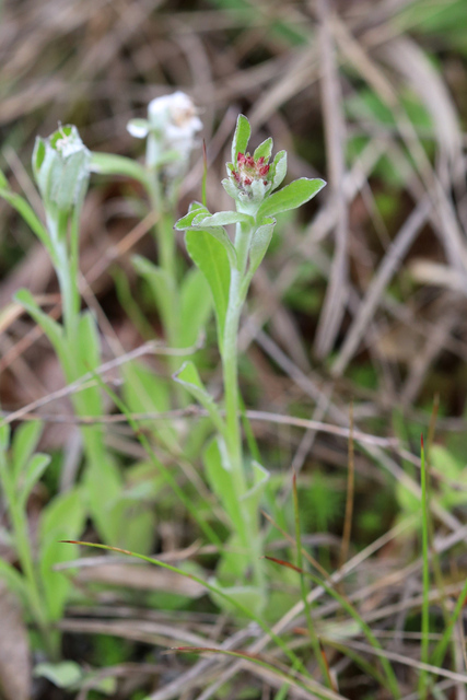 Gamochaeta purpurea - plants