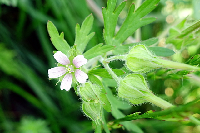 Geranium carolinianum