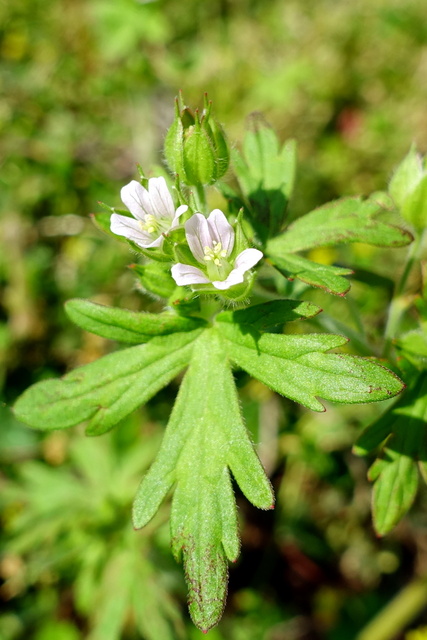 Geranium carolinianum