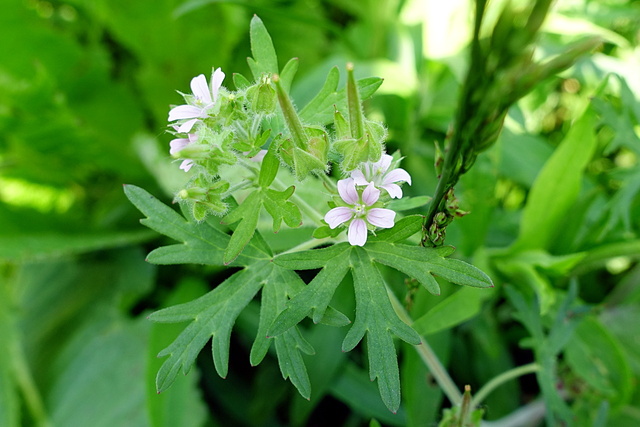 Geranium carolinianum