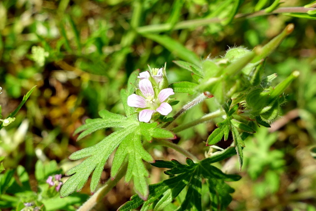 Geranium carolinianum