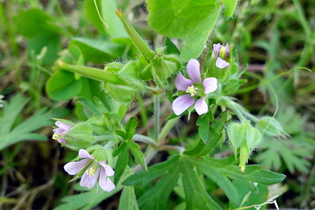 Geranium carolinianum