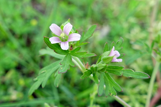 Geranium carolinianum