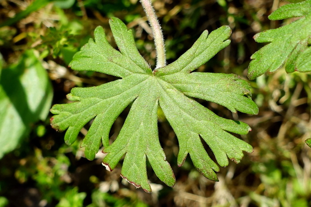 Geranium carolinianum - leaves